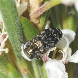 Diphucrania minutissima at Denman Prospect, ACT - 28 Nov 2024 09:18 PM