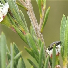 Diphucrania minutissima at Denman Prospect, ACT - 28 Nov 2024