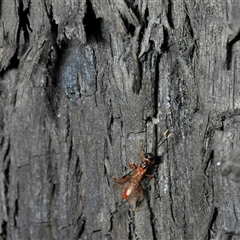 Ichneumonoidea (Superfamily) (A species of parasitic wasp) at Karabar, NSW - 25 Nov 2024 by Harrisi