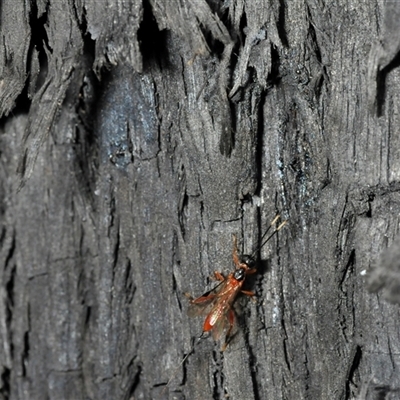 Ichneumonoidea (Superfamily) (A species of parasitic wasp) at Karabar, NSW - 24 Nov 2024 by Harrisi