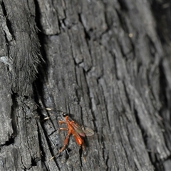 Ichneumonoidea (Superfamily) at Karabar, NSW - 25 Nov 2024