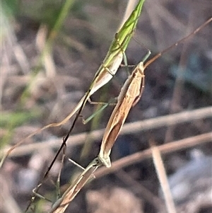 Mutusca brevicornis at Higgins, ACT - 28 Nov 2024