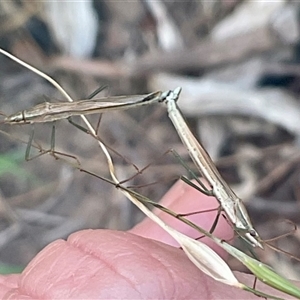 Mutusca brevicornis at Higgins, ACT - 28 Nov 2024