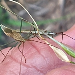 Mutusca brevicornis at Higgins, ACT - 28 Nov 2024 06:27 PM