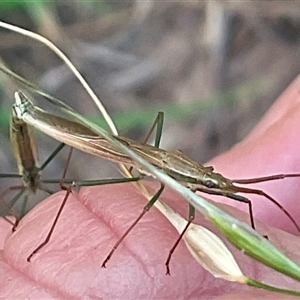 Mutusca brevicornis at Higgins, ACT - 28 Nov 2024