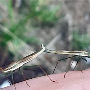 Mutusca brevicornis at Higgins, ACT - 28 Nov 2024