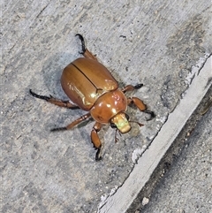 Anoplognathus montanus (Montane Christmas beetle) at Pialligo, ACT - 28 Nov 2024 by FeralGhostbat