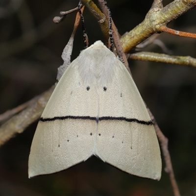 Gastrophora henricaria (Fallen-bark Looper, Beautiful Leaf Moth) at Acton, ACT - 26 Nov 2024 by TimL