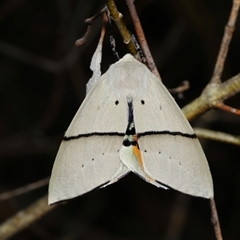 Gastrophora henricaria at Acton, ACT - 27 Nov 2024 10:36 AM