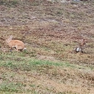 Oryctolagus cuniculus at O'Malley, ACT - 29 Nov 2024 06:21 AM