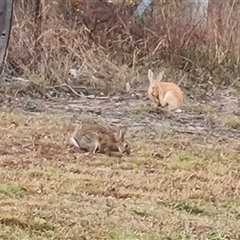 Oryctolagus cuniculus at O'Malley, ACT - 29 Nov 2024