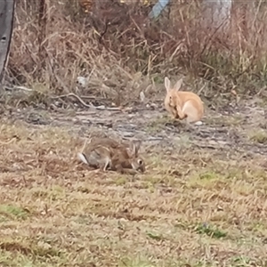 Oryctolagus cuniculus at O'Malley, ACT - 29 Nov 2024