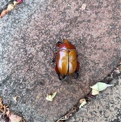 Unidentified Scarab beetle (Scarabaeidae) at Weston, ACT - 25 Nov 2024 by JillianM