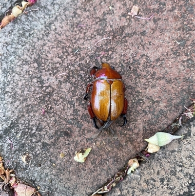 Anoplognathus montanus (Montane Christmas beetle) at Weston, ACT - 26 Nov 2024 by JillianM