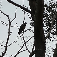 Callocephalon fimbriatum (Gang-gang Cockatoo) at O'Malley, ACT - 28 Nov 2024 by Mike