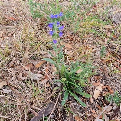 Echium vulgare (Vipers Bugloss) at O'Malley, ACT - 29 Nov 2024 by Mike