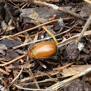 Anoplognathus brunnipennis at Kambah, ACT - 28 Nov 2024