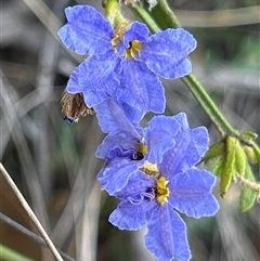 Dampiera stricta (Blue Dampiera) at Mongarlowe, NSW - 28 Nov 2024 by LisaH