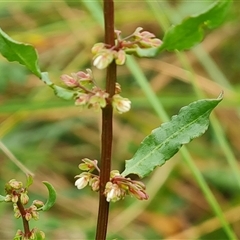 Rumex conglomeratus (Clustered Dock) at O'Malley, ACT - 28 Nov 2024 by Mike