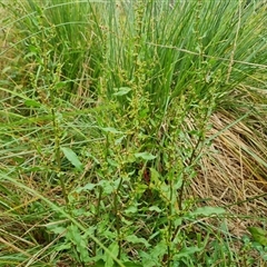 Rumex conglomeratus at O'Malley, ACT - 29 Nov 2024