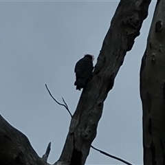 Callocephalon fimbriatum (Gang-gang Cockatoo) at O'Malley, ACT - 29 Nov 2024 by Mike