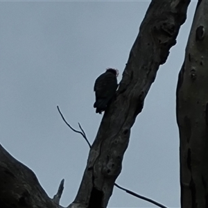 Callocephalon fimbriatum (Gang-gang Cockatoo) at O'Malley, ACT by Mike