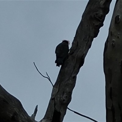 Callocephalon fimbriatum (Gang-gang Cockatoo) at O'Malley, ACT - 28 Nov 2024 by Mike