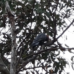 Callocephalon fimbriatum (Gang-gang Cockatoo) at O'Malley, ACT - 28 Nov 2024 by Mike