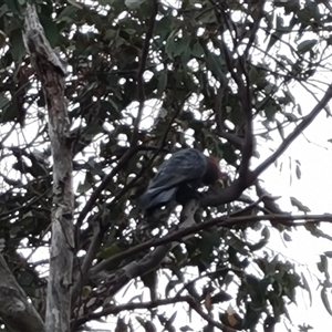 Callocephalon fimbriatum (Gang-gang Cockatoo) at O'Malley, ACT by Mike