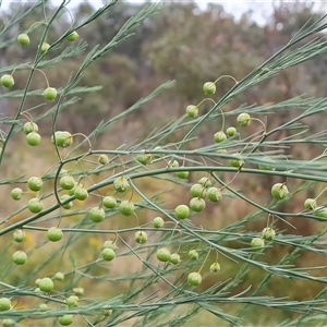 Asparagus officinalis at O'Malley, ACT - 29 Nov 2024 06:46 AM