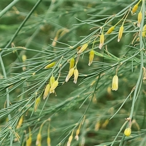 Asparagus officinalis at O'Malley, ACT - 29 Nov 2024 06:46 AM