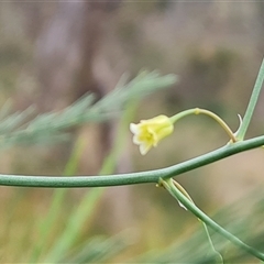 Asparagus officinalis at O'Malley, ACT - 29 Nov 2024 06:46 AM