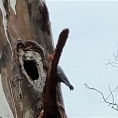 Callocephalon fimbriatum (Gang-gang Cockatoo) at O'Malley, ACT - 28 Nov 2024 by Mike