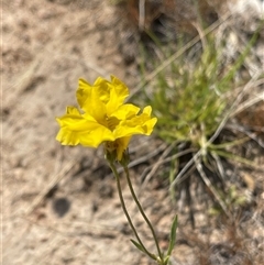 Goodenia pinnatifida (Scrambled Eggs) at Kambah, ACT - 28 Nov 2024 by LinePerrins