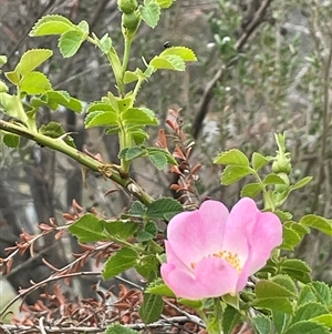 Rosa rubiginosa at Rendezvous Creek, ACT - 27 Nov 2024 03:09 PM