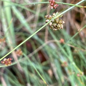 Juncus filicaulis at Rendezvous Creek, ACT - 27 Nov 2024