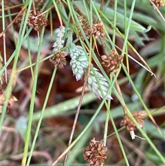 Juncus filicaulis at Rendezvous Creek, ACT - 27 Nov 2024