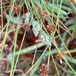 Juncus filicaulis at Rendezvous Creek, ACT - 27 Nov 2024