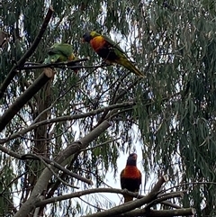 Trichoglossus moluccanus (Rainbow Lorikeet) at Mawson, ACT - 29 Nov 2024 by JillianM