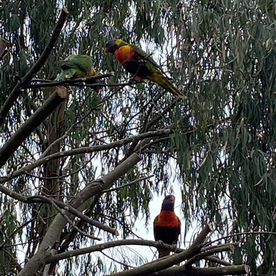 Trichoglossus moluccanus (Rainbow Lorikeet) at Mawson, ACT - 29 Nov 2024 by JillianM