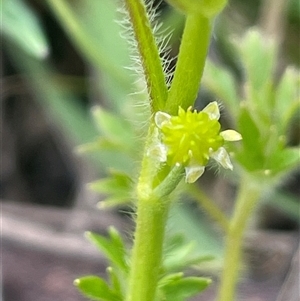 Ranunculus pimpinellifolius at Rendezvous Creek, ACT - 21 Oct 2023