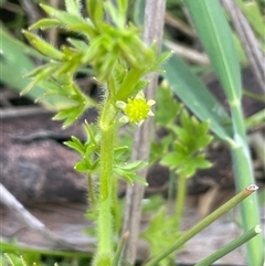 Ranunculus pimpinellifolius at Rendezvous Creek, ACT - 21 Oct 2023