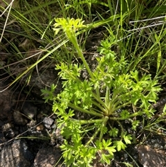 Ranunculus pimpinellifolius at Rendezvous Creek, ACT - 21 Oct 2023