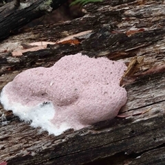 Fuligo septica (Scrambled egg slime) at Paddys River, ACT - 27 Nov 2024 by fungologist2020
