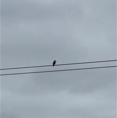 Todiramphus sanctus (Sacred Kingfisher) at Brownlow Hill, NSW - 29 Nov 2024 by MaxDownes