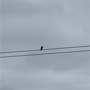 Todiramphus sanctus at Brownlow Hill, NSW - 29 Nov 2024 09:27 AM