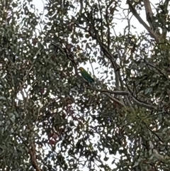 Polytelis swainsonii (Superb Parrot) at Belconnen, ACT - 22 Nov 2024 by keaghanjames