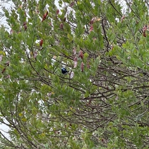 Malurus cyaneus at Brownlow Hill, NSW - 29 Nov 2024 09:31 AM