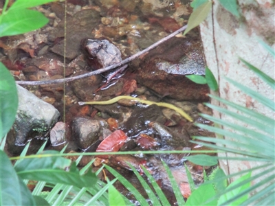 Tropidonophis mairii subsp. mairii (keelback, freshwater snake) at Syndicate, QLD - 23 Apr 2015 by JasonPStewartNMsnc2016