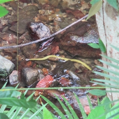 Tropidonophis mairii subsp. mairii (keelback, freshwater snake) at Syndicate, QLD - 23 Apr 2015 by JasonPStewartNMsnc2016